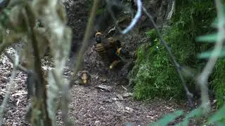 Asian giant hornet nest - August 19 2021