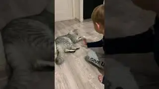 Как научить кота играть в футбол?