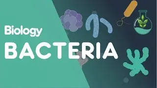 Structure of Bacteria | Cells | Biology | FuseSchool