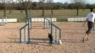 Agility pug Pancho training on pista JUMPING COPA UCA 2007