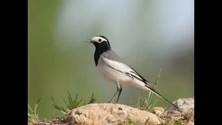 Masked Wagtaiil (Motacilla personata)