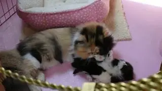 Four Persian and Himalayan Kittens LOVE Their Playstations