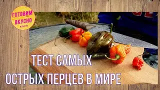 Пробую самые острые перцы - Carolina Reaper, Bhut Jolokia. Ем и плачу от радости. Иногда ругаюсь 18+