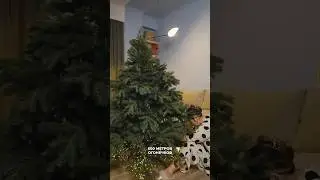 Намотала 500 МЕТРОВ гирлянды на елку🎄😱 #новыйгод #декор