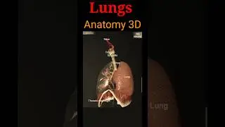 Lungs Anatomy 3D 