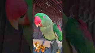 CUTE 🥰🥺FUNNY 😂🤣 TALKING PARROT Cute 🥰🐣🐈🐥#ytshorts #shorts #youtubeshorts #parrot #mittoo #india