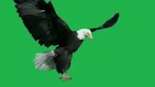 Eagle attack green screen video || Free copyright video🦅🦅