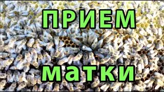 Прием матки. Прием матки весной.