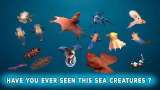 Rare and Unique Sea Creatures That Live in the Ocean