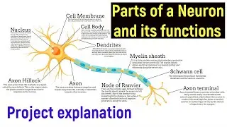 Parts of a neuron and their functions | Structure of a neuron with explanation in English