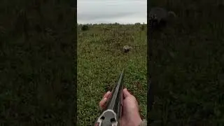 охота на барсука