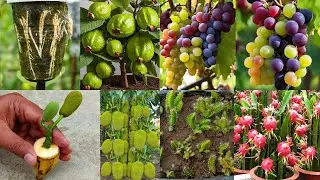 Best 4 Creative Ideas for Growing Grapes, Dragon Fruit, Guava and Jackfruit at Home