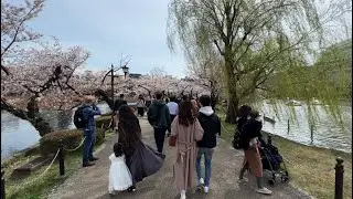 Ueno Park - Cherry Blossom Viewing (March - Tokyo in 12 months)