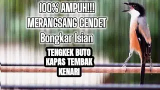 SUARA PANCINGAN CENDET PALING EFEKTIF BIKIN CENDET LAIN BONGKAR ISIAN TENGKEK KENARI KAPAS TEMBAK