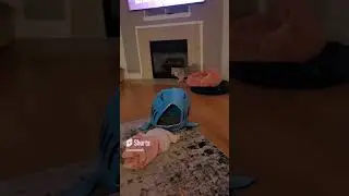 Sassy The Pomsky Puppy Gets The Zoomies!