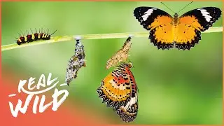 The Secret And Fascinating Life Of A Butterfly | Real Wild