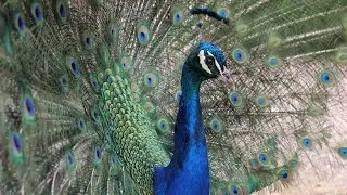 Peacock Opening its Feathers at Brownsea Island in Dorset | Shot on the Panasonic Lumix GH6