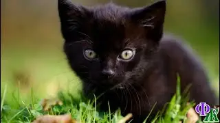 - Кастрировать? Заберите КОТА, или я ВЫБРОШУ его! Нет у меня денег!  - так Мымрик оказался в приюте