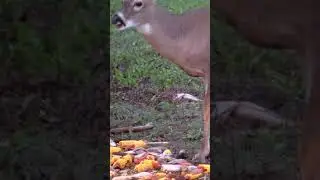 Small Buck, Big Pile of Corn