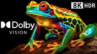 THE BEST Dolby Vision Trip EXPERIENCE 2023, 8K HDR 120FPS!