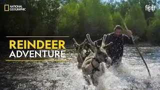 Reindeer Adventure | Primal Survivor | हिन्दी | Full Episode | S1 - E3 | National Geographic