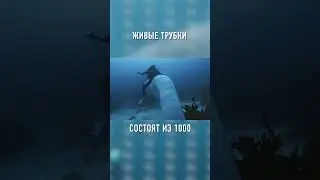 ПОЛЕЗНЕЙШИЕ Обитатели Морских Глубин 
