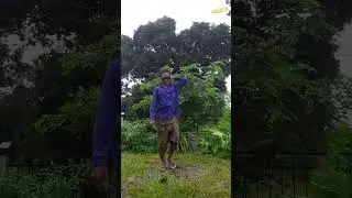 หน้าฝนปีนี้! ตัดตกแต่งต้นคูณกันหน่อย - แฝดไทบ้าน [fadthibaan]