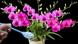 Just sprinkle 1 teaspoon and the orchids will bloom 500% immediately