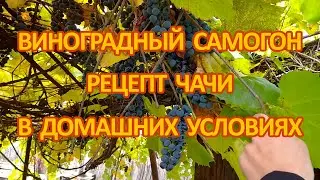 Лучший рецепт самогона из винограда, чача в домашних условиях