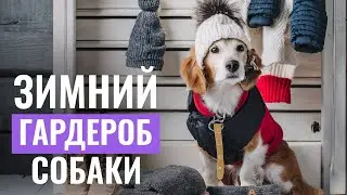 🐩 Как выбрать ЗИМНЮЮ ОДЕЖДУ И ОБУВЬ для собаки?