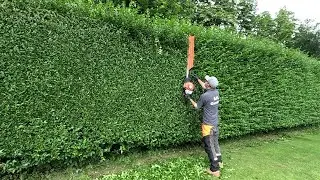 PRIVET Hedge Trimming In Real Time, Second TRIM of the Year