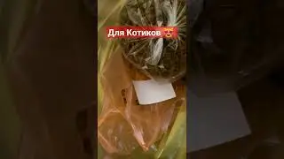 ЭТО КОТИКАМ 😻👍