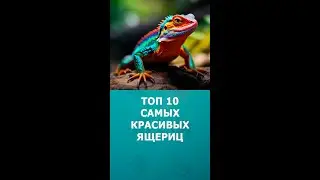 Топ 10 самых красивых ящериц #ящерицы #шортс #топ10 #shorts #интересное #комарик