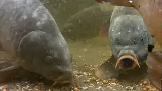 Analyzing big carp feeding on maggots and particles.