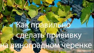 Как размножить виноград черенками.Как вырастить виноград из черенка.Прививка винограда видео