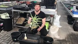 Алоэ древовидное (Aloe arborescens variegated) - пересадка пестролистного столетника