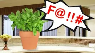 A plant pot that shouts at you when you forget to water it.