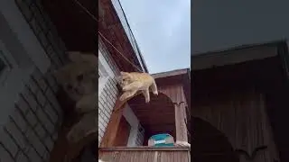 Нереально мощный прыжок Пикселя с крыши 😂👍😻 
