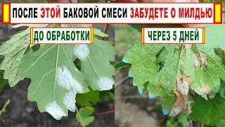 🍇Эта БАКОВАЯ СМЕСЬ расправляется с МИЛДЬЮ ВИНОГРАДА за 1 день. Мгновенный СТОП ЭФФЕКТ. МФК+ФУНГИЦИД!