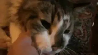 Мой любимый кот.