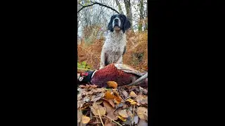 Pheasant and partridge November 1st 2022