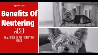 This Is When You Should Neuter Your Yorkie