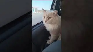 Автопутешествия. Кот Фил в в машине. 