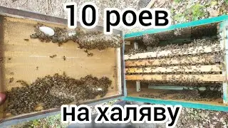 10 РОЕВ НЕ ПРОПУСТИЛИ ЭТУ ЛОВУШКУ 🐝. БЕСПЛАТНЫЕ ПЧЕЛЫ. РОЕВОЙ ГОД. BEEKEEPING.