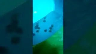 #камбала