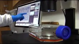 UF scientists devise way to sort brain cells for potential transplants