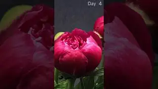 For Peony Lovers - Time Lapse