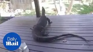 Huge goanna terrifies family launching an attack from garden - Daily Mail