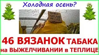 Спасай лист! Выжелчивание табака в холод.