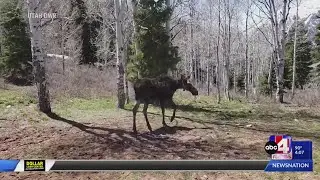 What to do if you see a moose